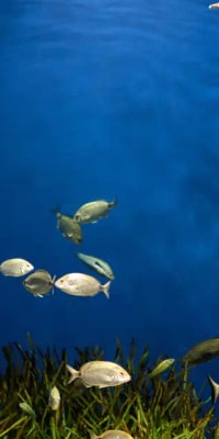 Dubai Aquarium and Underwater Zoo